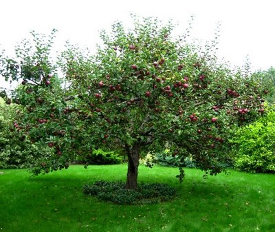 De appelboom als geboorteboom