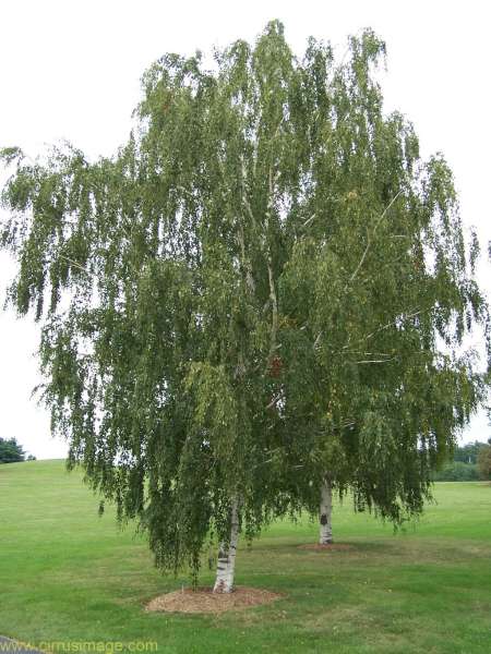 De berk als geboorteboom
