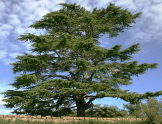 De ceder als geboorteboom