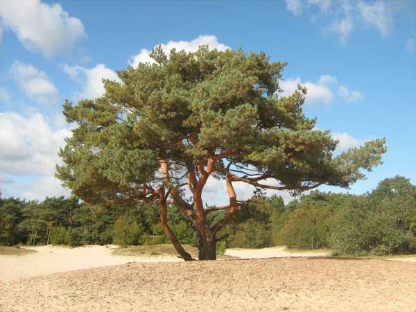 De den als geboorteboom