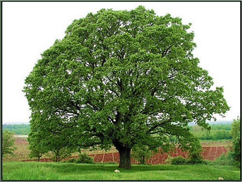De eik als geboorteboom