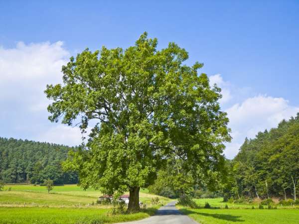 De es als geboorteboom