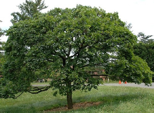 De esdoorn als geboorteboom