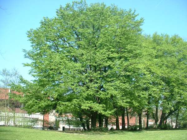 De haagbeuk als geboorteboom