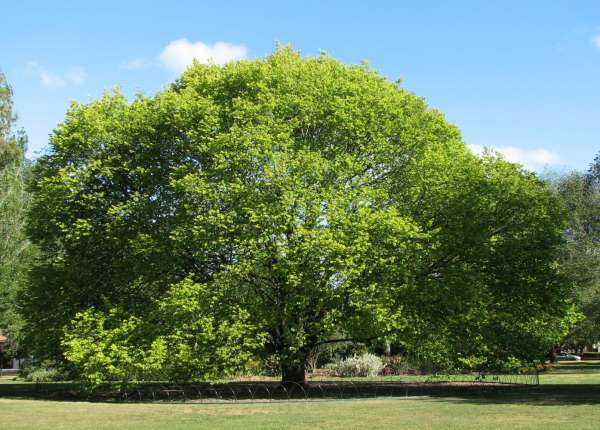 De iep als geboorteboom