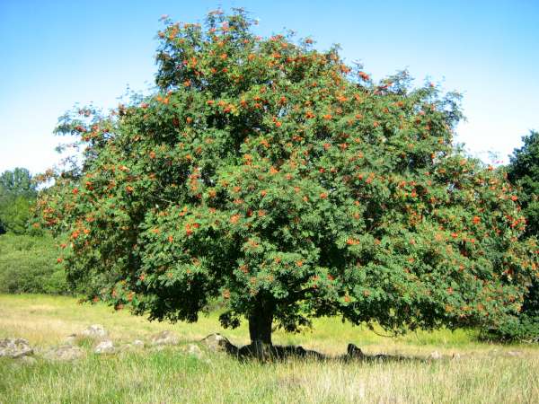 De lijsterbes als geboorteboom