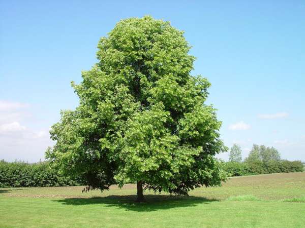 De linde als geboorteboom