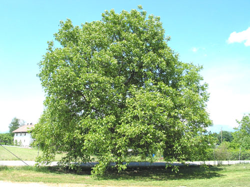 De notenboom als geboorteboom