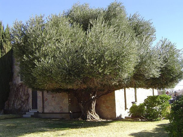 De olijfboom als geboorteboom