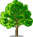Geboorteboom